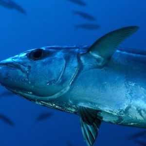 Meet your Posher, Ellie